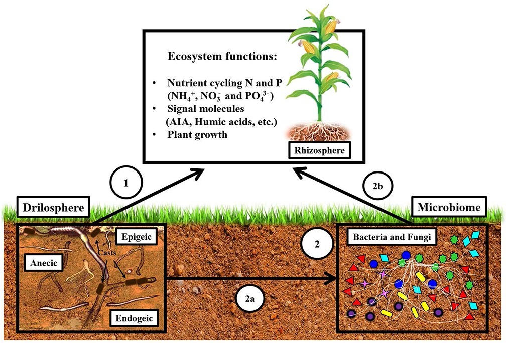 Roles of Ecosystem